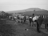 Rhos028