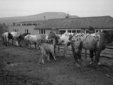 Rhos029