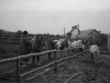 Rhos030